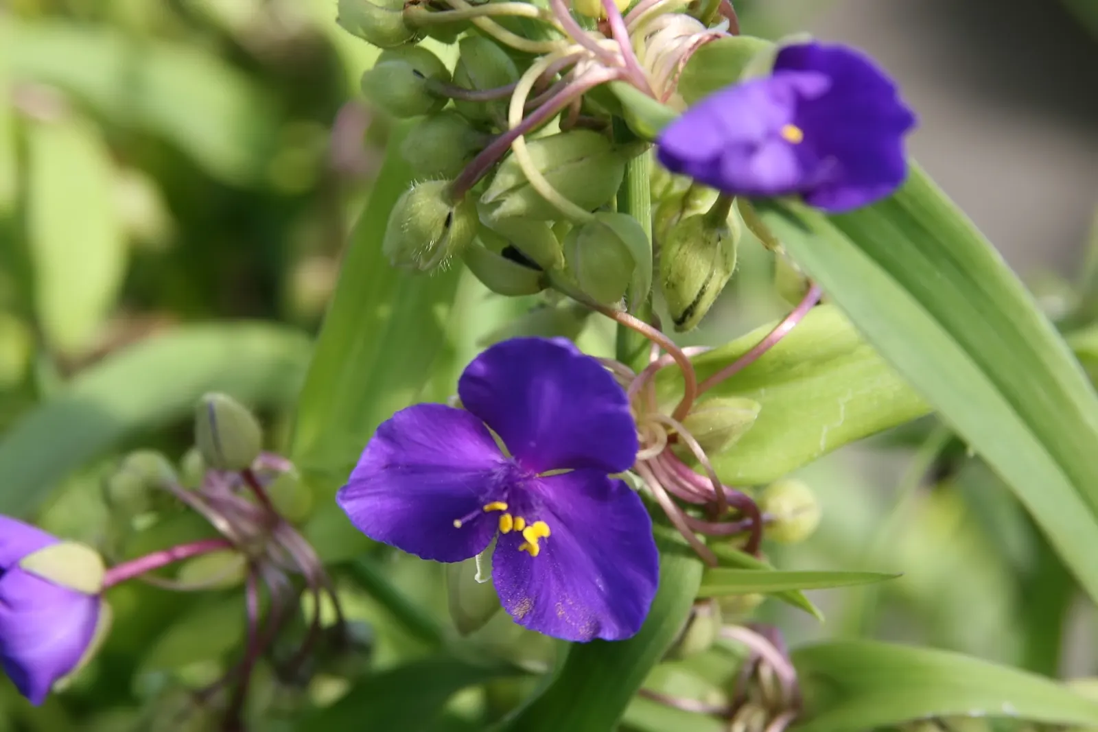 Sweet Kate Spiderwort (Tradescantia 'Sweet Kate') — It's an ideal choice for border fronts