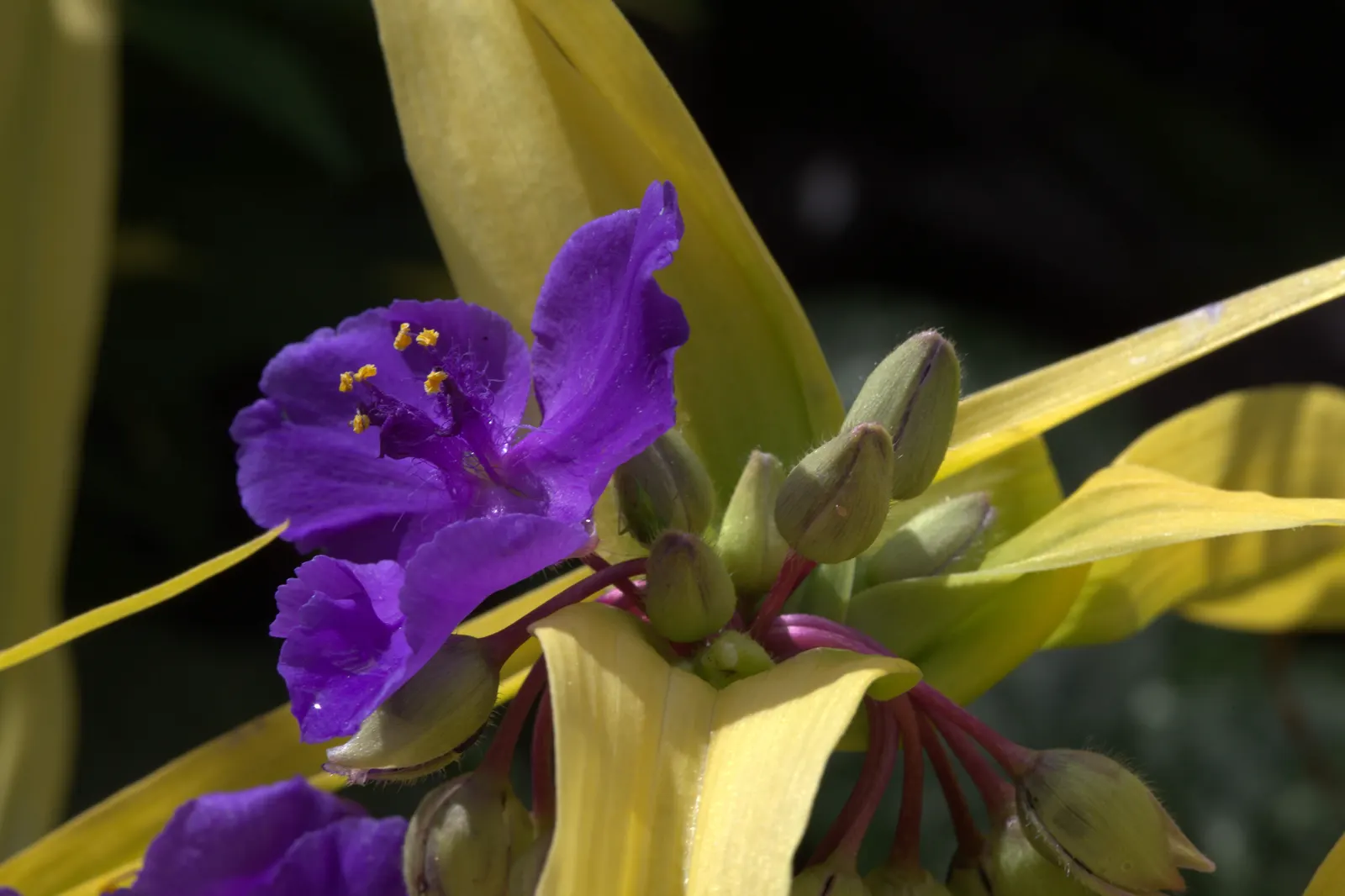 Sweet Kate Spiderwort (Tradescantia 'Sweet Kate') — Occasional deadheading of spent blooms can prolong flowering