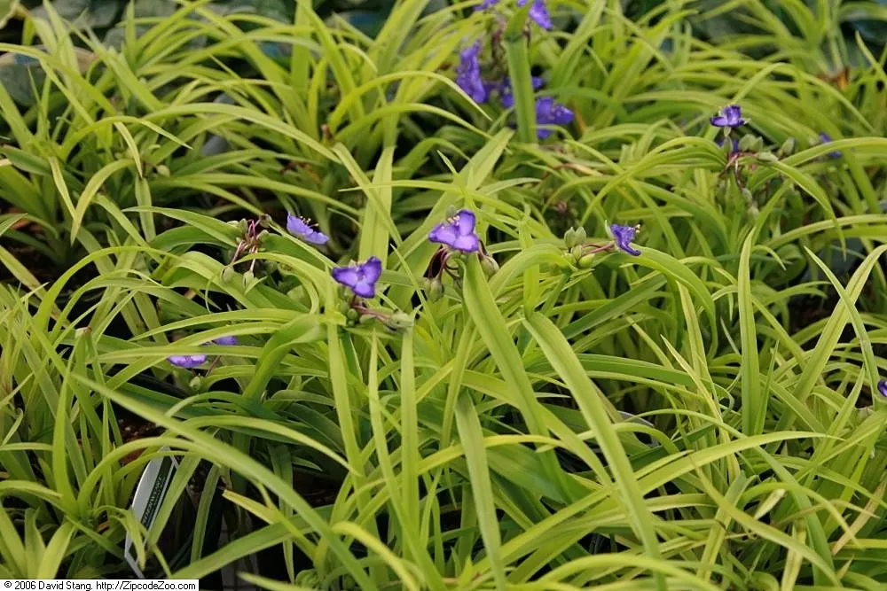 Sweet Kate Spiderwort (Tradescantia 'Sweet Kate') — Sweet Kate boasts luminous