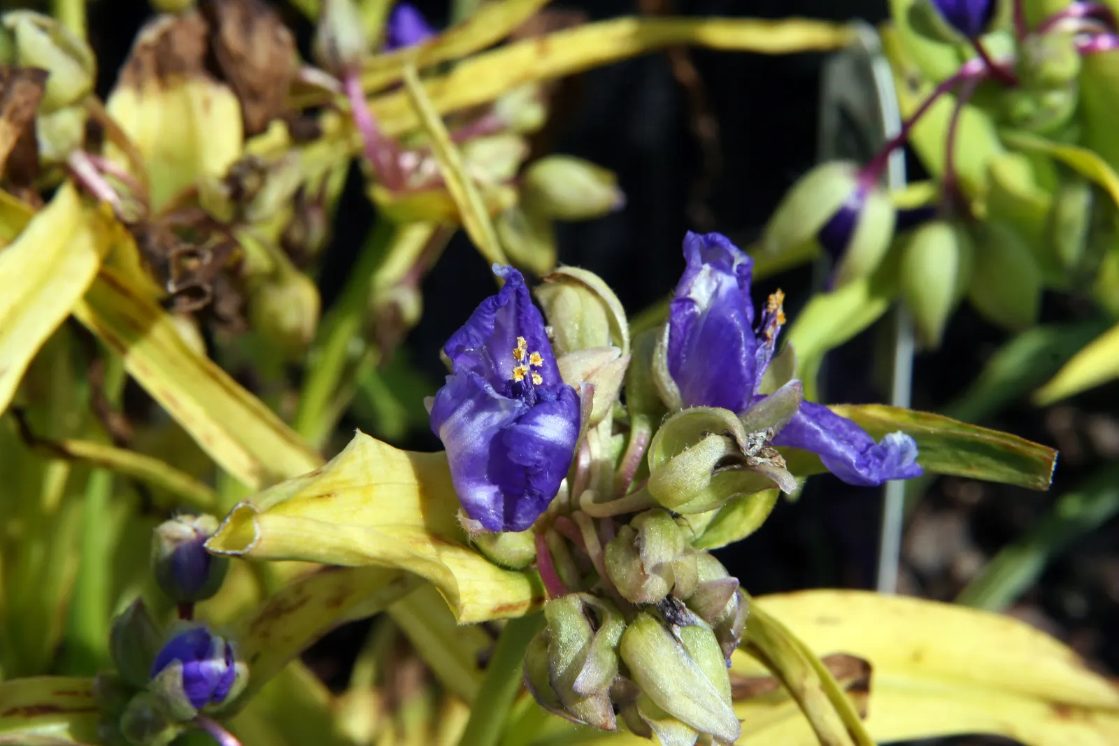 Sweet Kate Spiderwort (Tradescantia 'Sweet Kate') — grass-like foliage sets an electric backdrop for the profusion of deep cobalt-blue