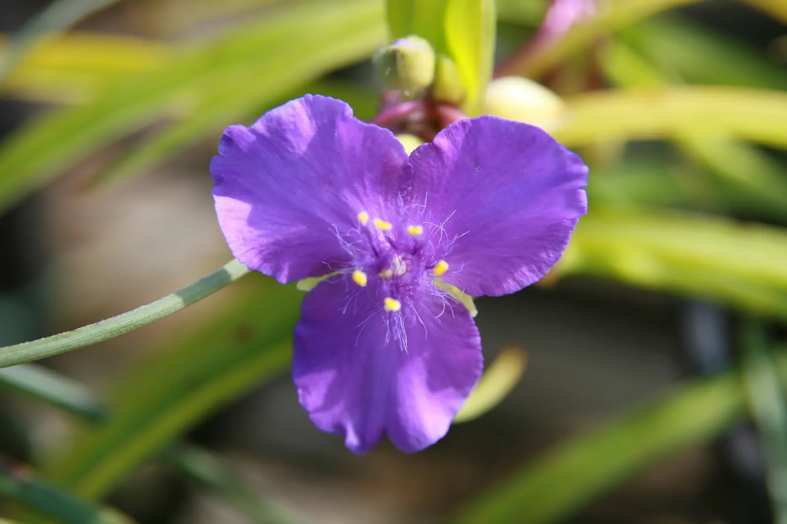 Sweet Kate Spiderwort (Tradescantia 'Sweet Kate') — <br><br>To incorporate Sweet Kate into a landscape design