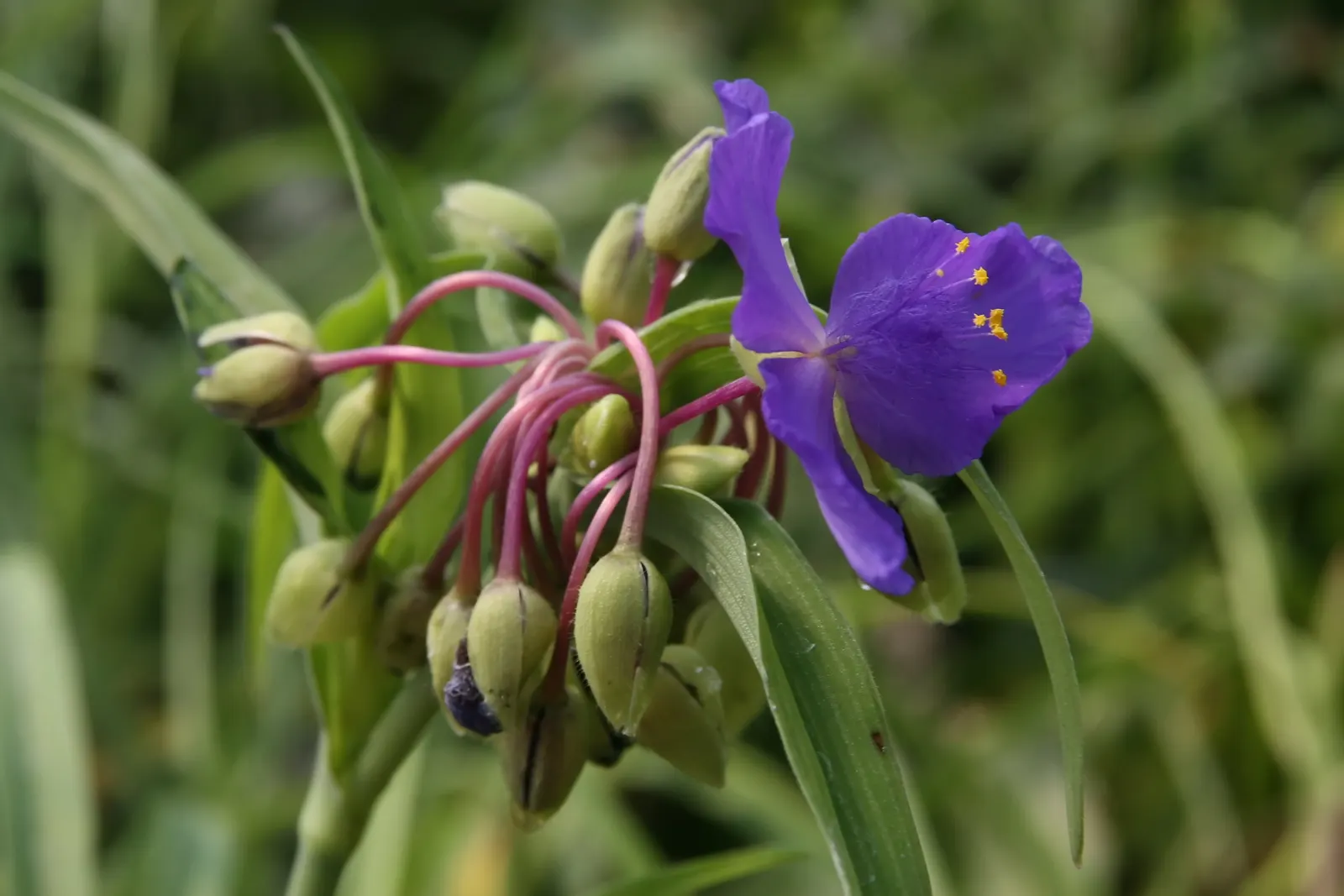 Sweet Kate Spiderwort (Tradescantia 'Sweet Kate') — Known for its striking contrast