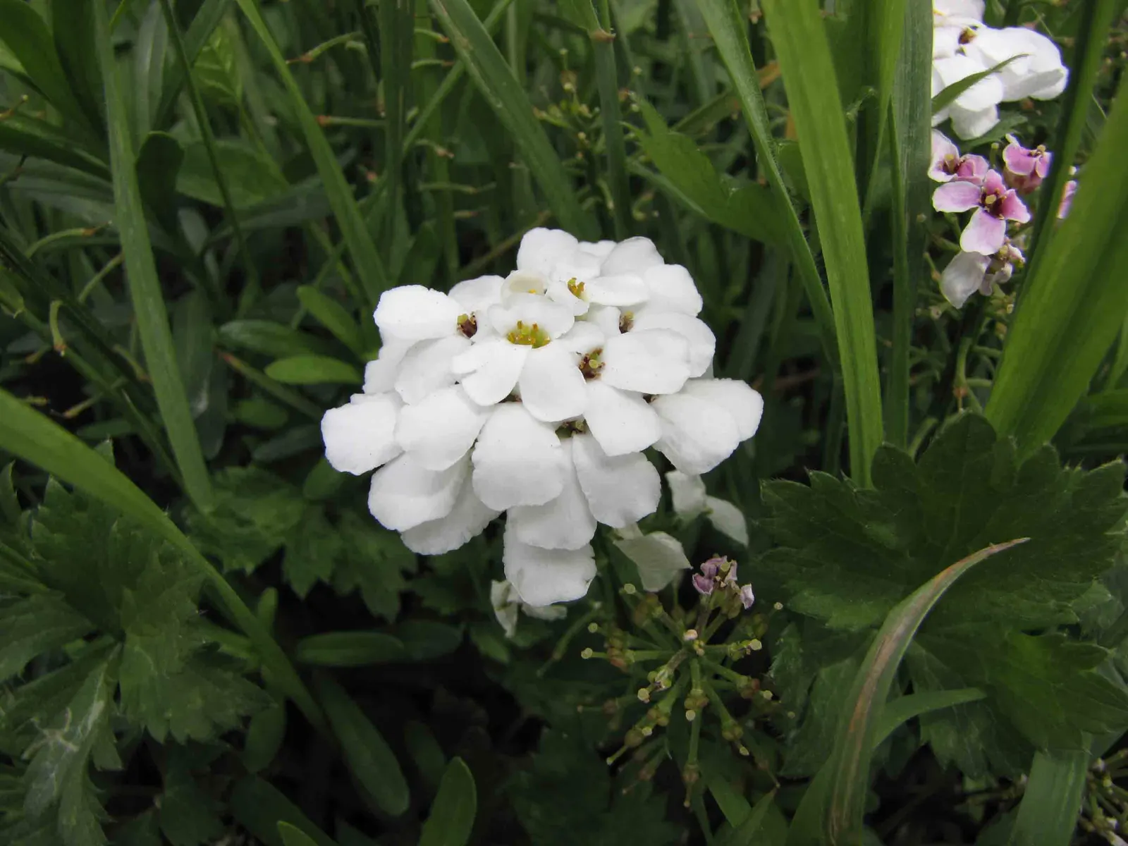Purity Evergreen Candytuft (Iberis Sempervirens 'Snowflake') — It showcases a profusion of pure white flowers in mid to late spring, set against dark green