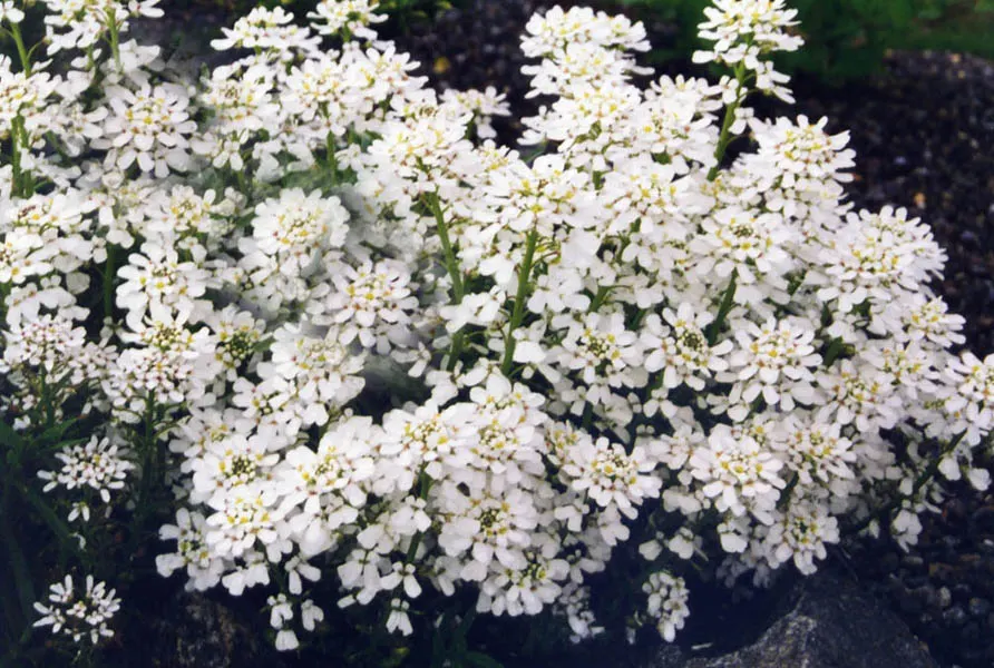 Purity Evergreen Candytuft (Iberis Sempervirens 'Snowflake') — is a compact perennial ground cover reaching 6-12 inches high with a 12-18 inch spread