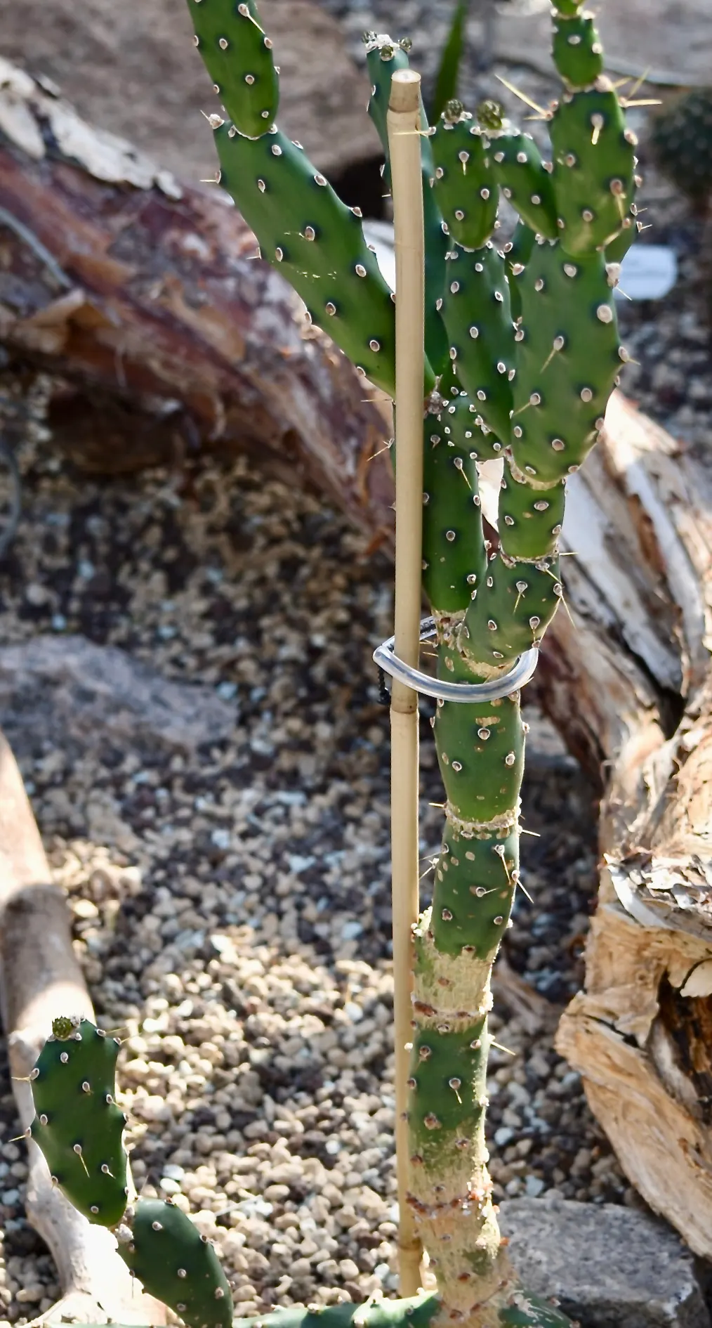Paraguay Cactus (Opuntia Paraguayensis) — is a drought-tolerant plant boasting flat green pads and vibrant yellow flowers