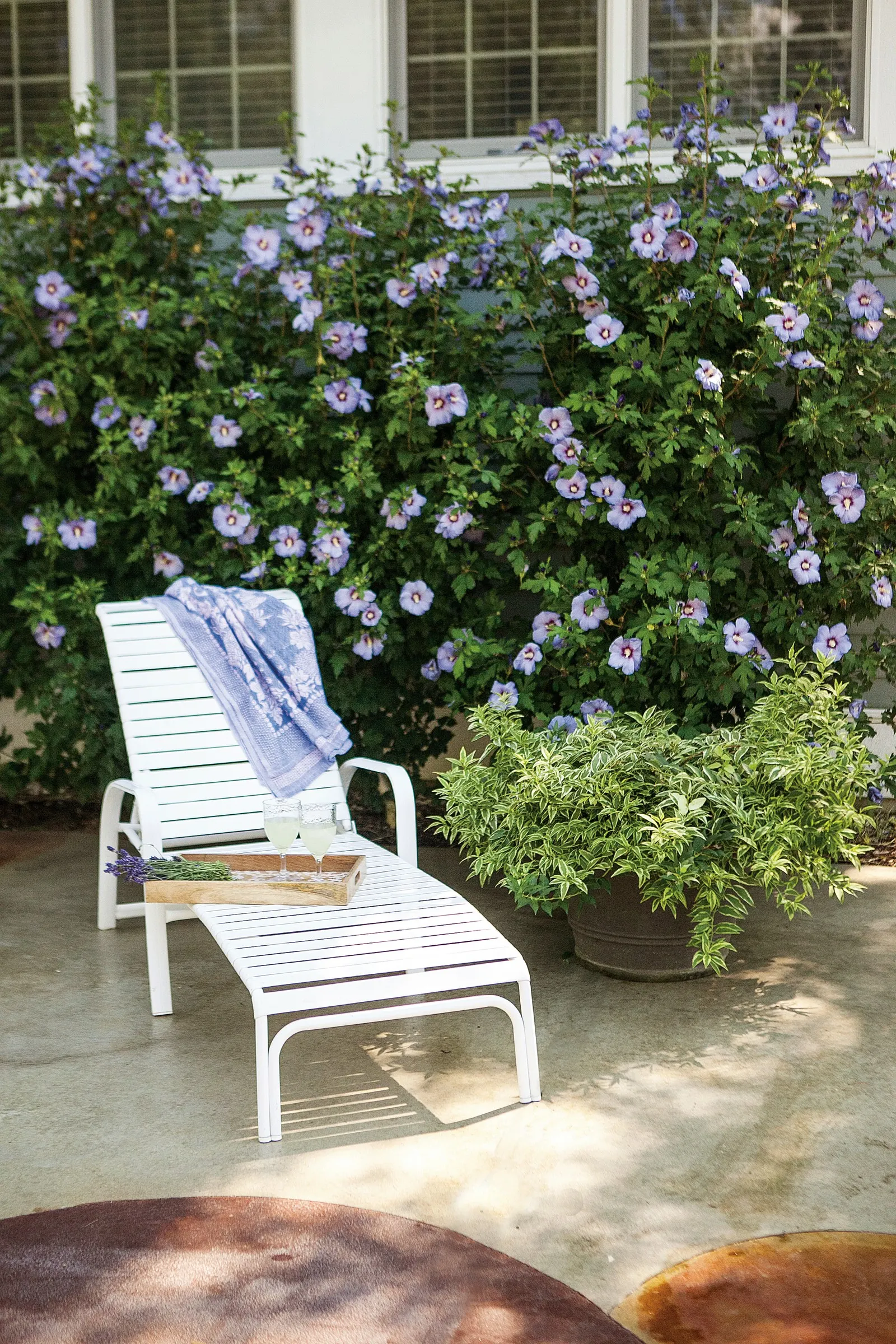 Azurri Blue Satin® Rose of Sharon (Hibiscus syriacus) — Best in full sun with average
