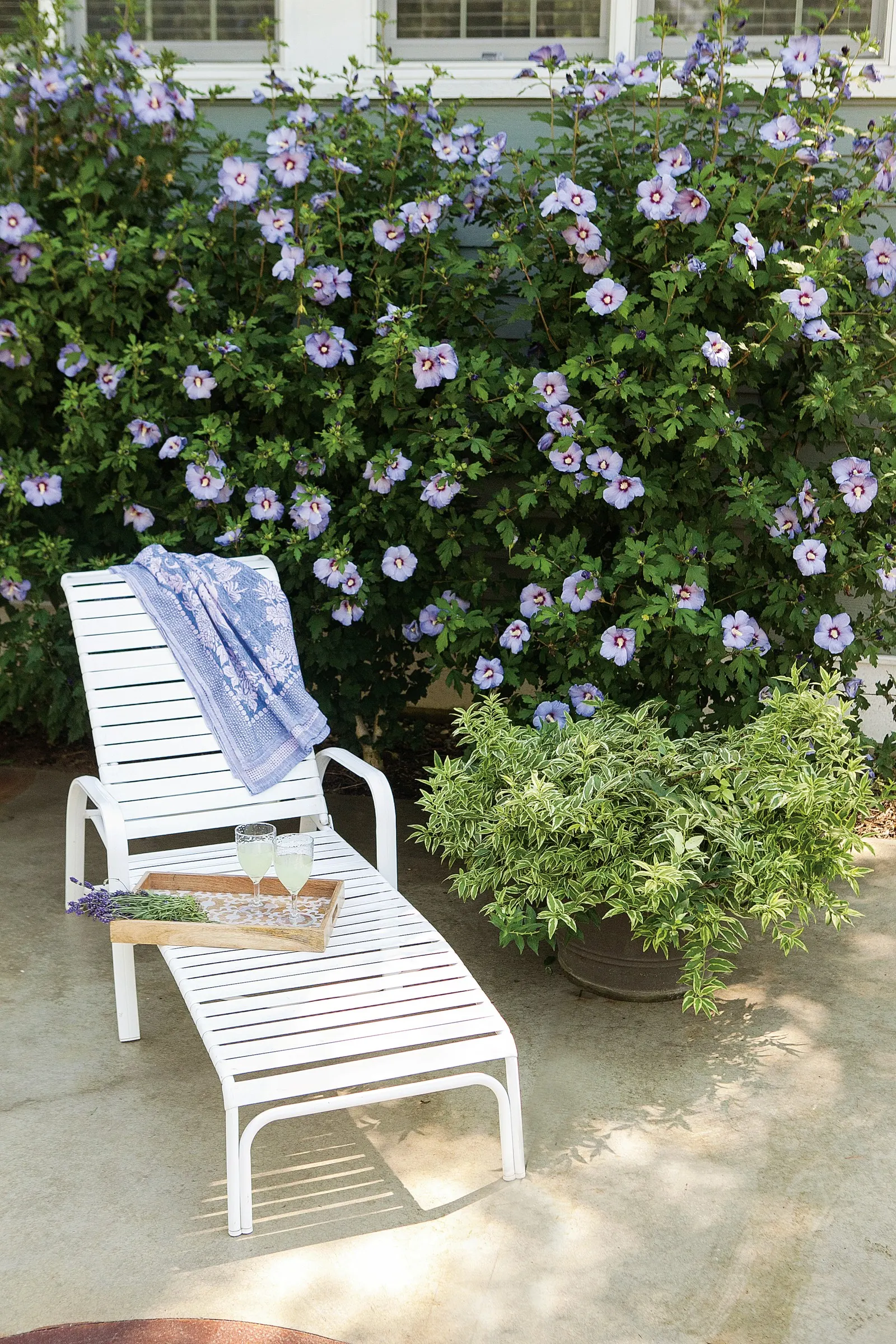 Azurri Blue Satin® Rose of Sharon (Hibiscus syriacus) — It matures to 8-12 feet tall and 6-10 feet wide, creating a strong flowering accent