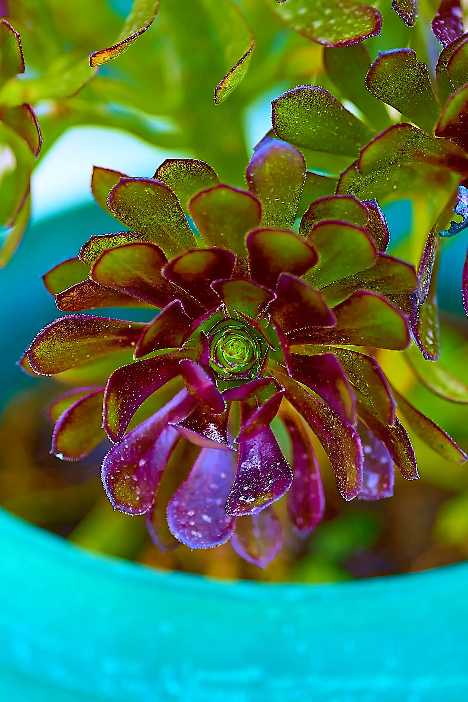 Aeonium Velour (Aeonium 'Velour') — This plant typically reaches up to 24 inches in height and spreads up to 18 inches wide