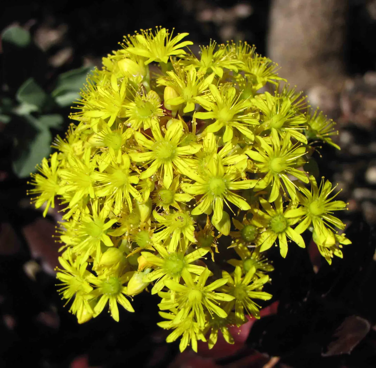 Aeonium Velour (Aeonium 'Velour') — favoring full to partial sun exposure