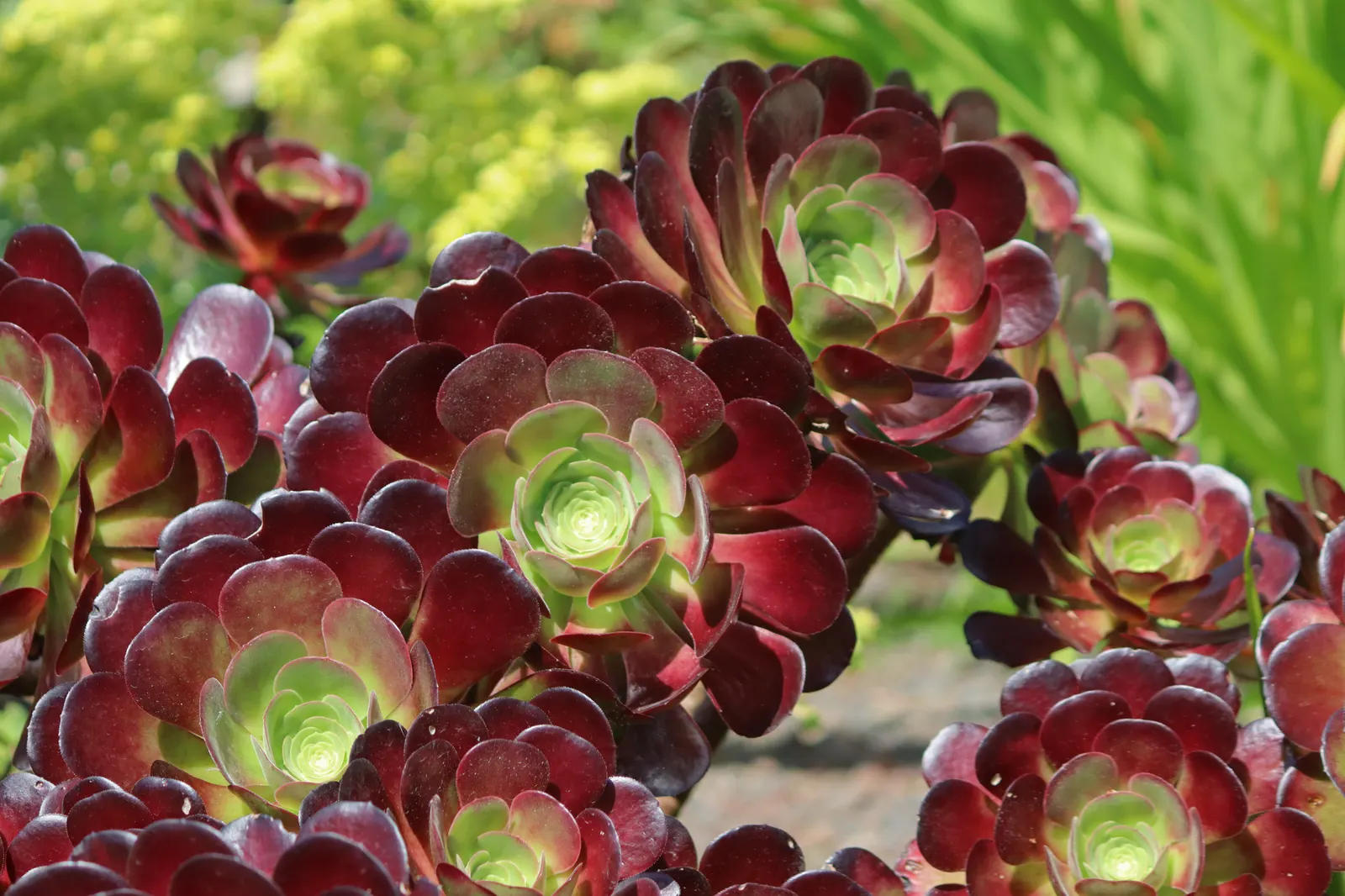 Aeonium Velour (Aeonium 'Velour') — The Aeonium 'Velour' is a striking succulent showcasing broad
