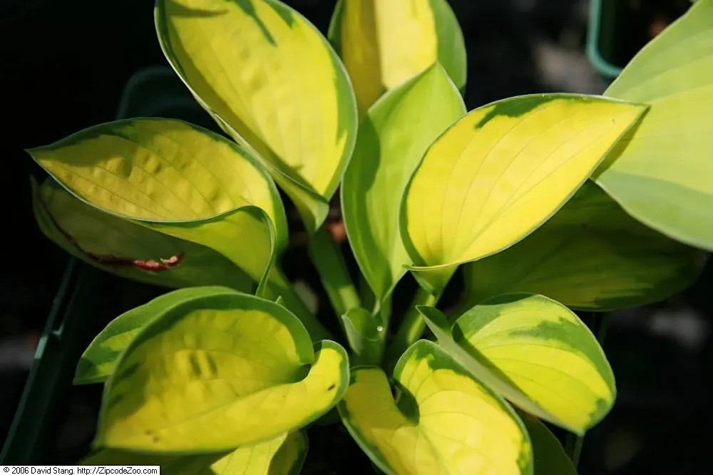 Rainforest Sunrise Hosta (Hosta 'Rainforest Sunrise') — cupped leaves with golden centers and dark green margins
