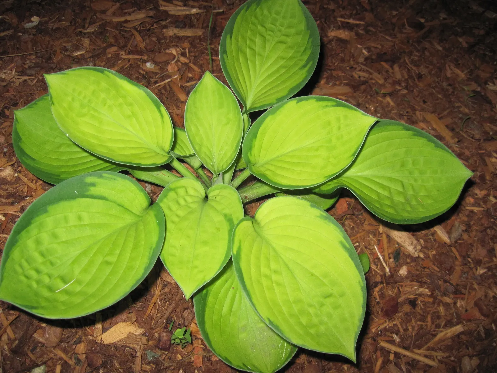 Rainforest Sunrise Hosta (Hosta 'Rainforest Sunrise') — creating a striking contrast