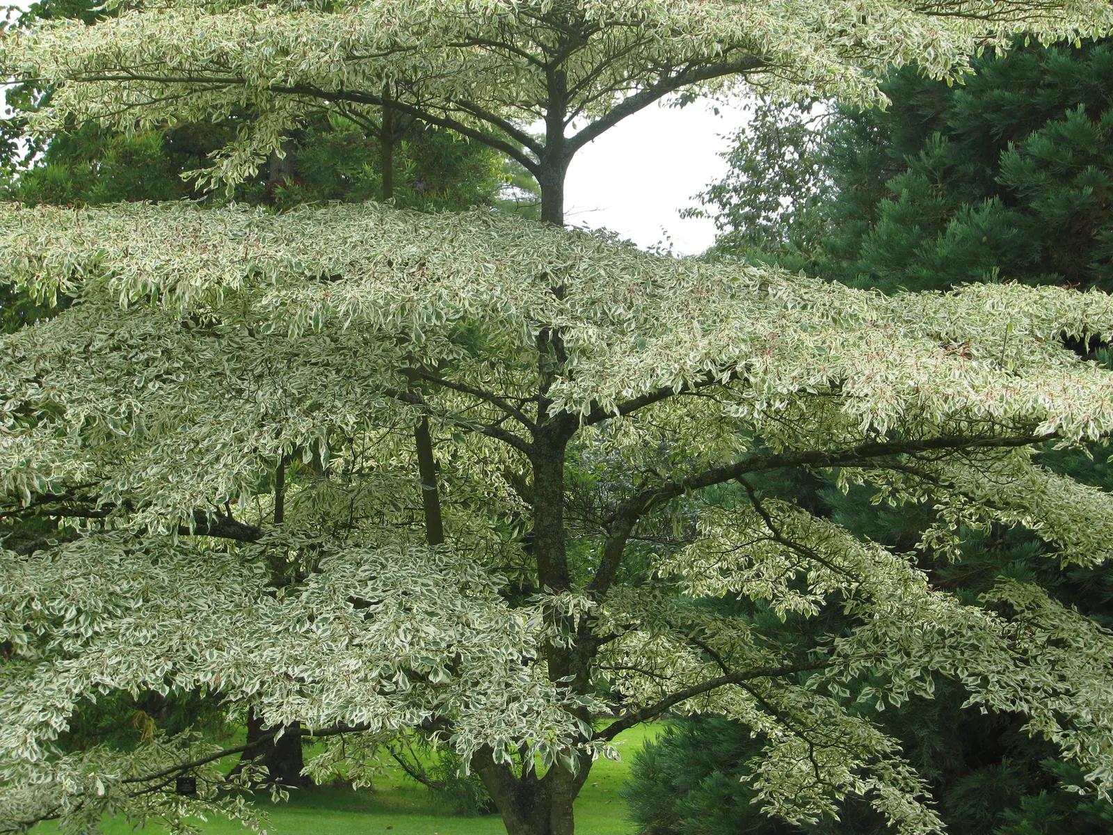 Pagoda Dogwood (Cornus Alternifolia Argentea) — Ideal for partial shade, this native offers stunning fall color