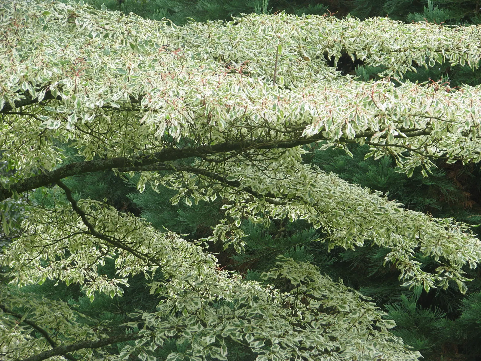 Pagoda Dogwood (Cornus Alternifolia Argentea) — Pagoda Dogwood (Cornus alternifolia 'Argentea') is a versatile