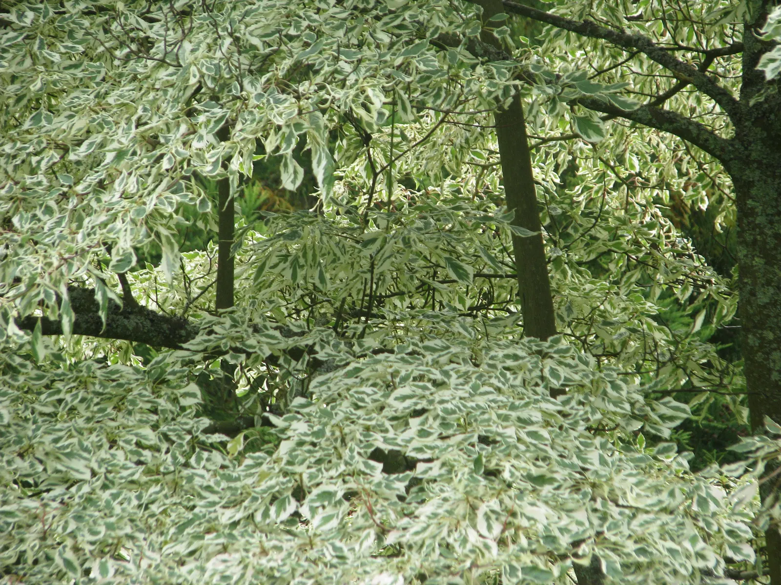 Pagoda Dogwood (Cornus Alternifolia Argentea) — Hardy, it requires well-drained soil and regular watering
