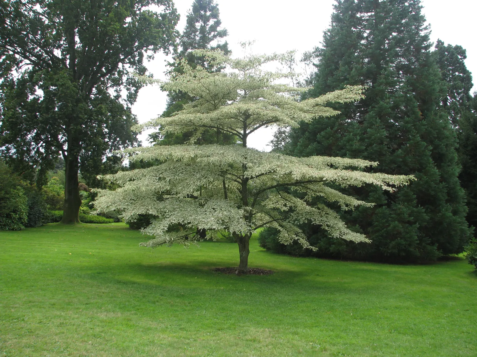 Pagoda Dogwood (Cornus Alternifolia Argentea) — Perfect for adding texture and contrast to woodland gardens
