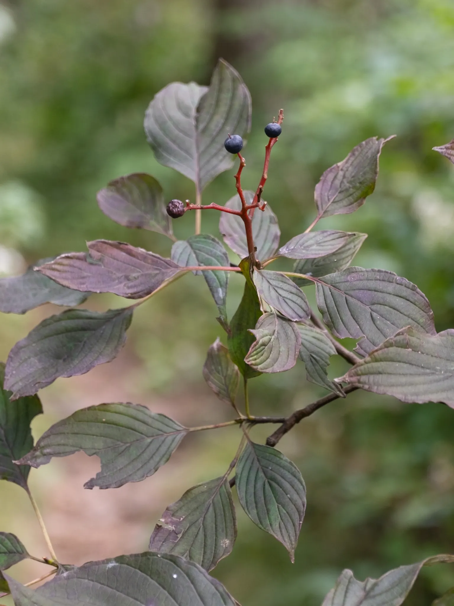 Pagoda Dogwood (Cornus Alternifolia Argentea) — ornamental shrub reaching 15-25 ft high and wide