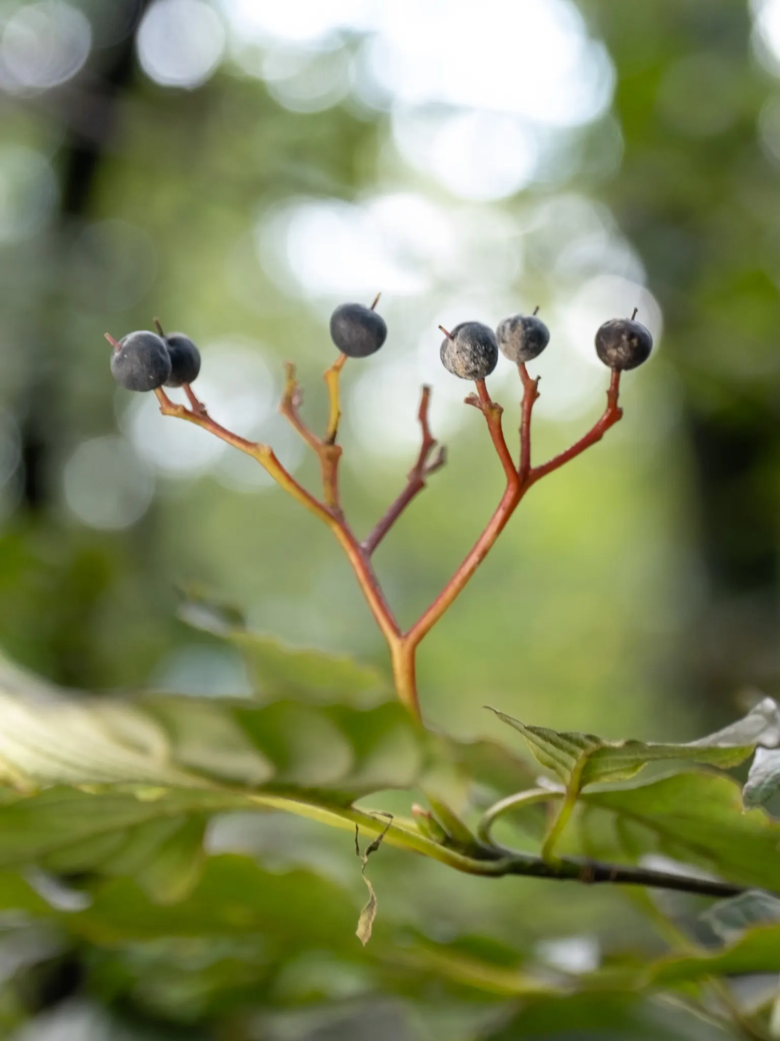 Pagoda Dogwood (Cornus Alternifolia Argentea) — starry white flowers in spring