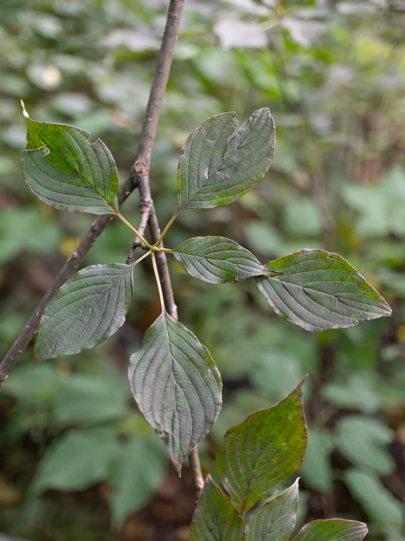 Pagoda Dogwood (Cornus Alternifolia Argentea) — followed by dark blue berries