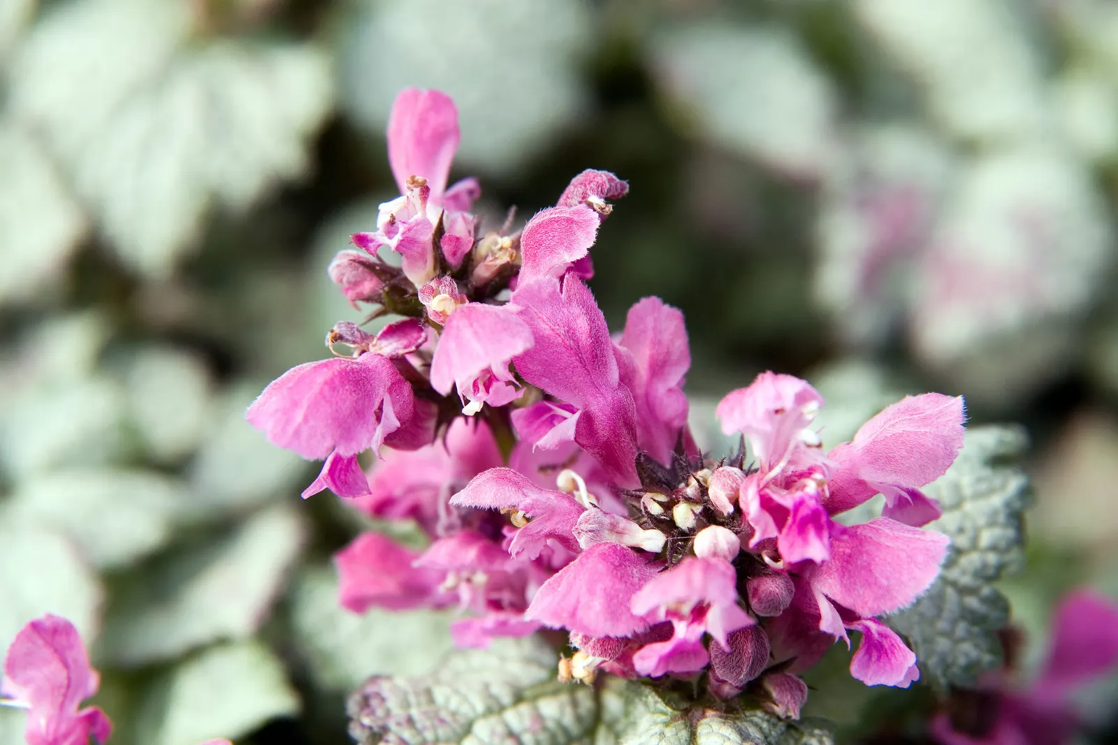 Beacon Silver Spotted Nettle (Lamium Maculatum 'Beacon Silver ') — This hardy plant is ideal for filling gaps in the shade garden
