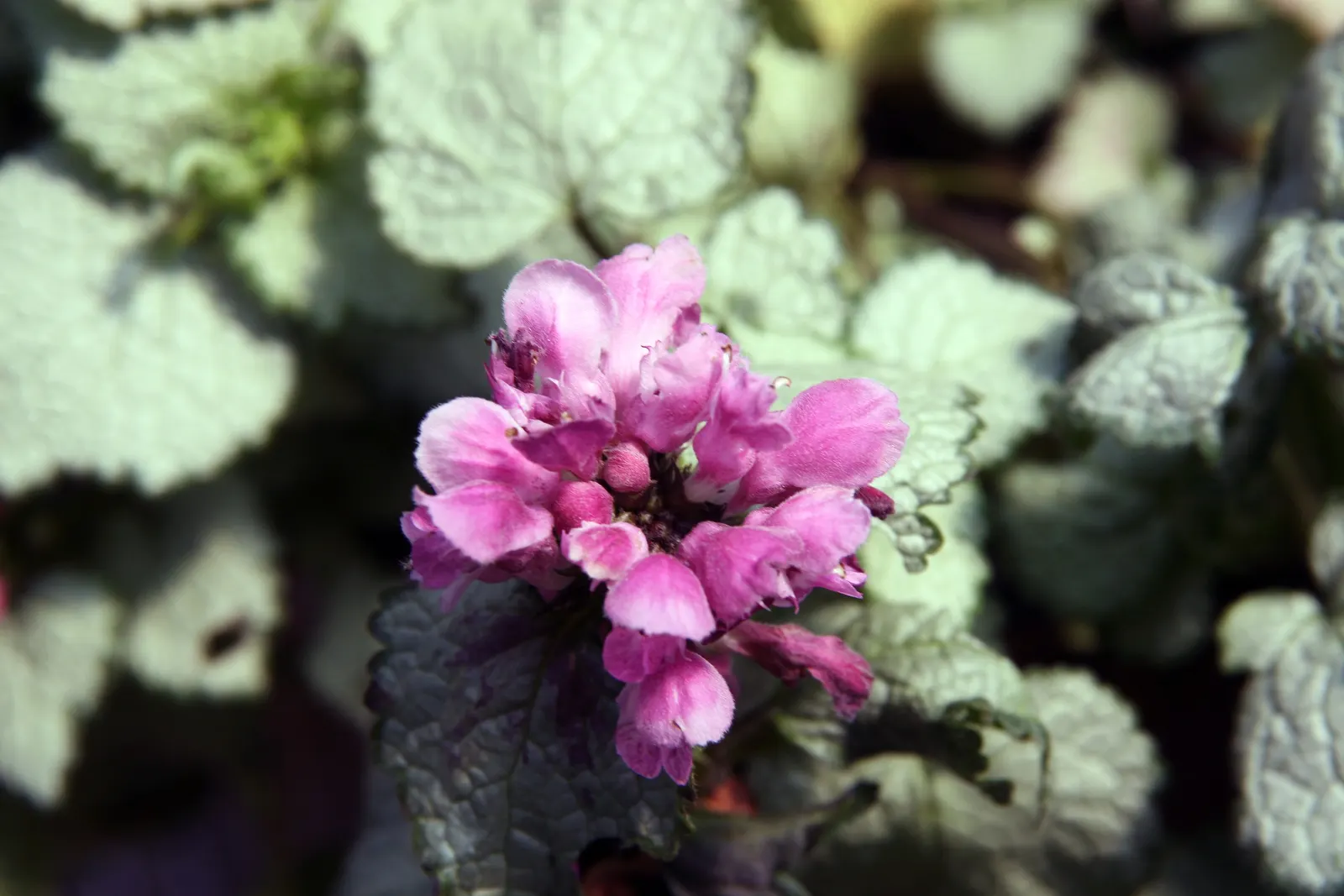 Beacon Silver Spotted Nettle (Lamium Maculatum 'Beacon Silver ') — scientifically known as Lamium maculatum 'Beacon Silver'