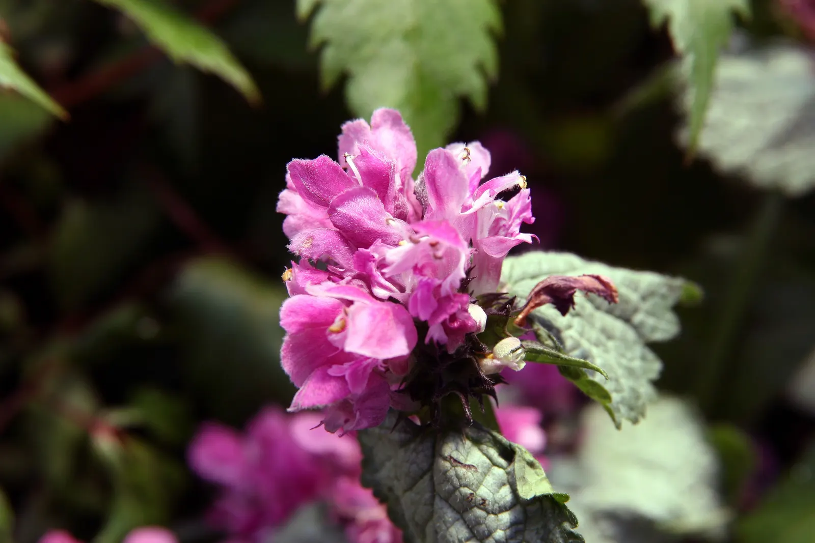 Beacon Silver Spotted Nettle (Lamium Maculatum 'Beacon Silver ') — offers a delightful splash of variegation and color to any landscape design