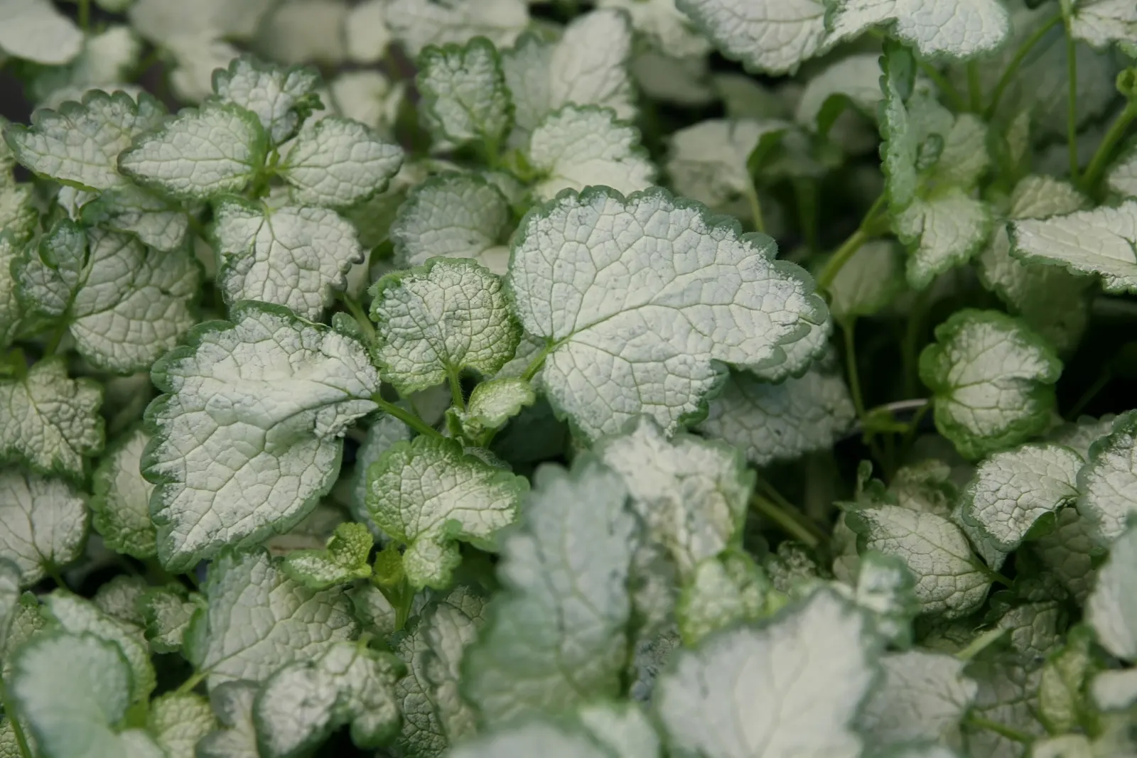 Beacon Silver Spotted Nettle (Lamium Maculatum 'Beacon Silver ') — This perennial ground cover