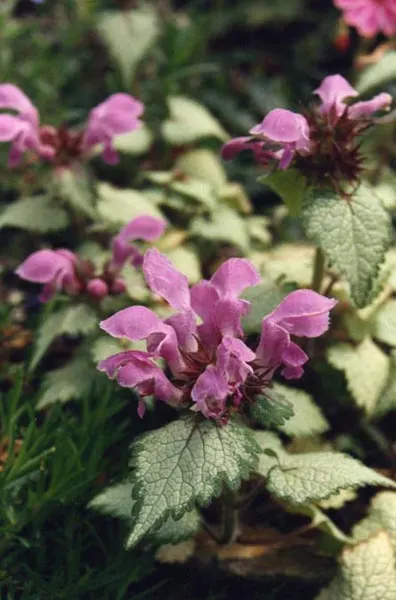 Beacon Silver Spotted Nettle (Lamium Maculatum 'Beacon Silver ') — each flourishing on whorled spikes that can rise up to 6 inches above the foliage