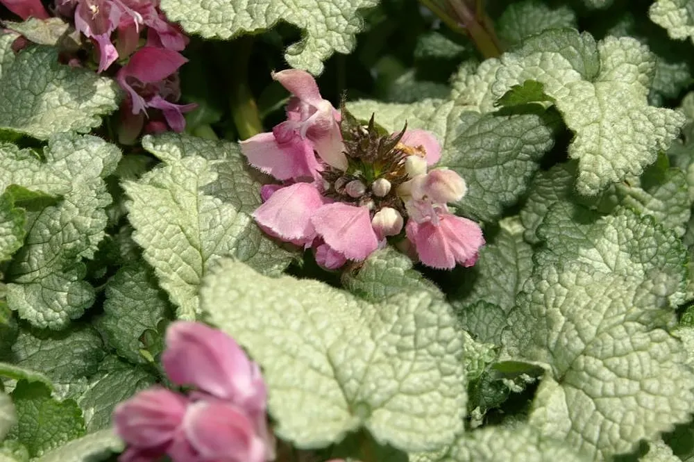 Beacon Silver Spotted Nettle (Lamium Maculatum 'Beacon Silver ') — is prized for its striking silver foliage marked with deep green edges