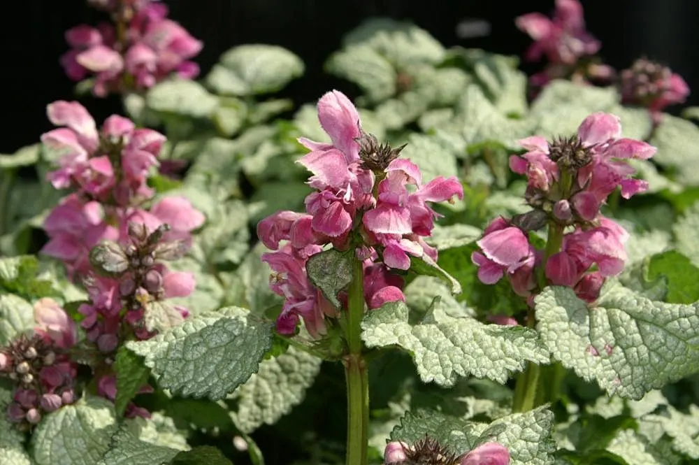 Beacon Silver Spotted Nettle (Lamium Maculatum 'Beacon Silver ') — Thriving in part to full shade, it spreads up to 24 inches wide and grows 6-8 inches tall