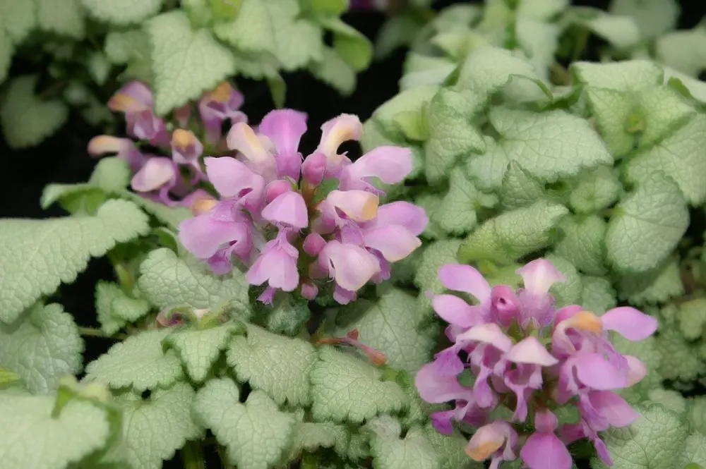 Beacon Silver Spotted Nettle (Lamium Maculatum 'Beacon Silver ') — ground-cover perennial favored for its decorative silver-flecked foliage and delicate pink