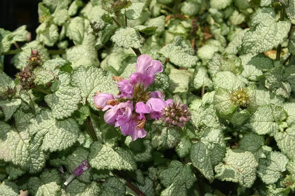 Beacon Silver Spotted Nettle (Lamium Maculatum 'Beacon Silver ') — offering low-maintenance visual interest from spring into late fall