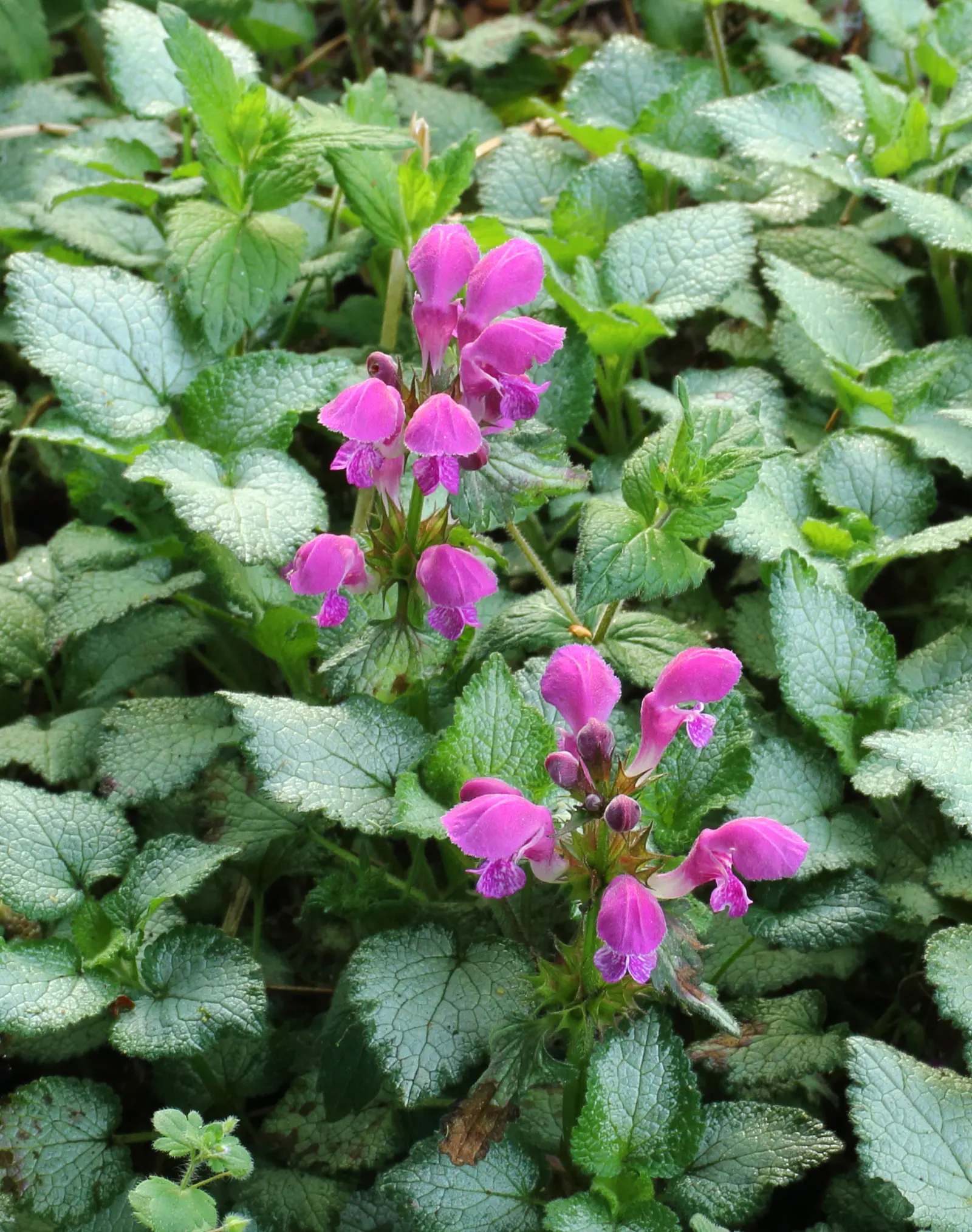 Beacon Silver Spotted Nettle (Lamium Maculatum 'Beacon Silver ') — the Beacon Silver Spotted Nettle thrives in part to full shade