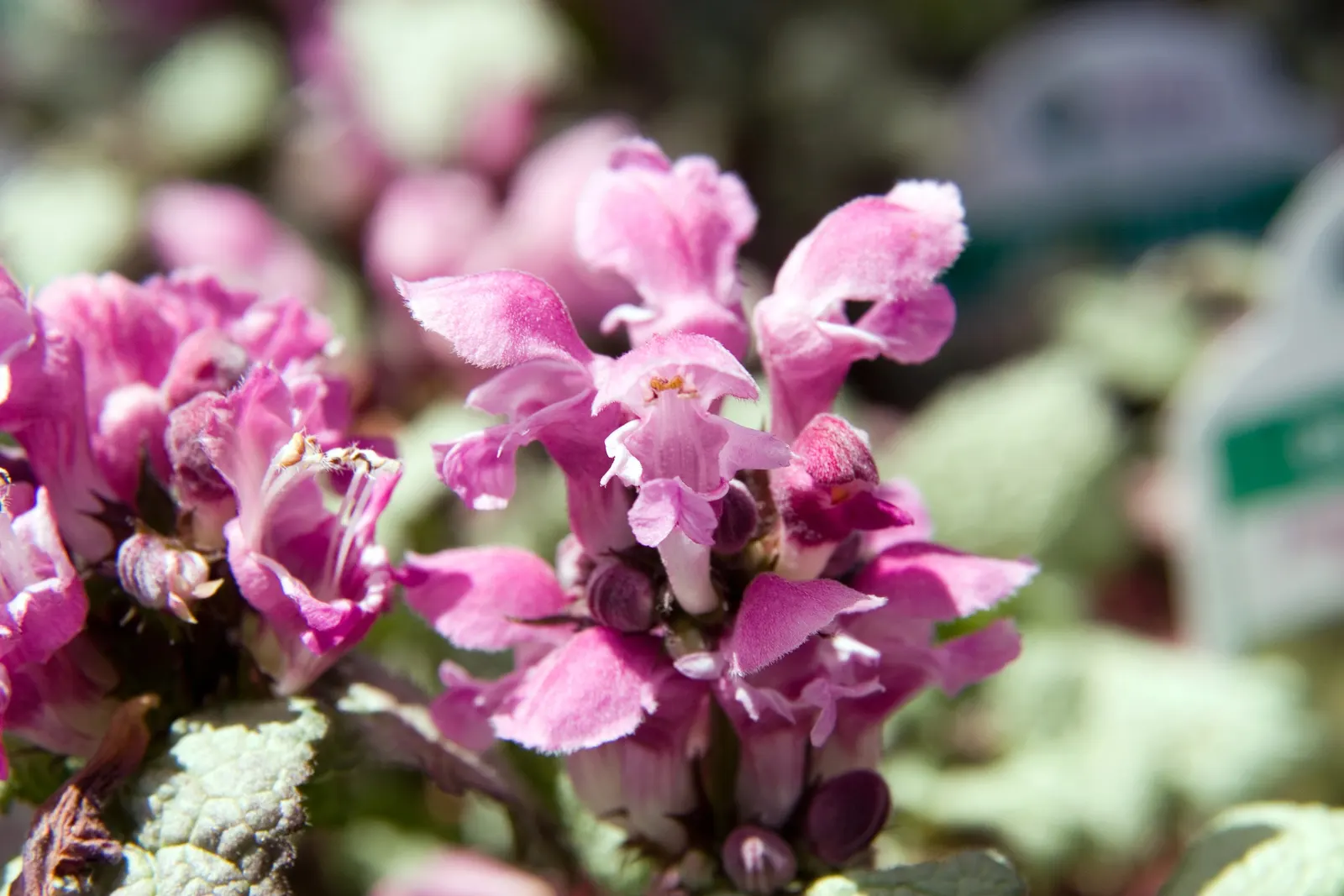 Beacon Silver Spotted Nettle (Lamium Maculatum 'Beacon Silver ') — Its leaves are approximately 1-2 inches long