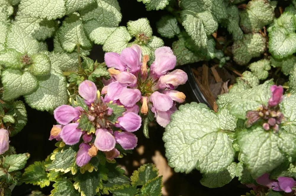 Beacon Silver Spotted Nettle (Lamium Maculatum 'Beacon Silver ') — Hardy in zones 3-8, it attracts pollinators while deterring deer