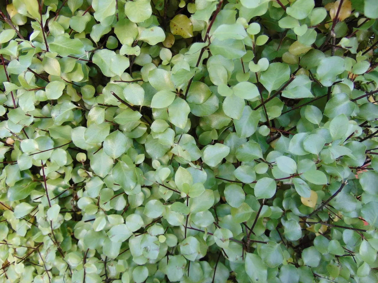 Silver Sheen Pittosporum (Pittosporum Tenuifolium 'Silver Sheen') — The Silver Sheen Pittosporum (Pittosporum tenuifolium 'Silver Sheen') is a fast-growing