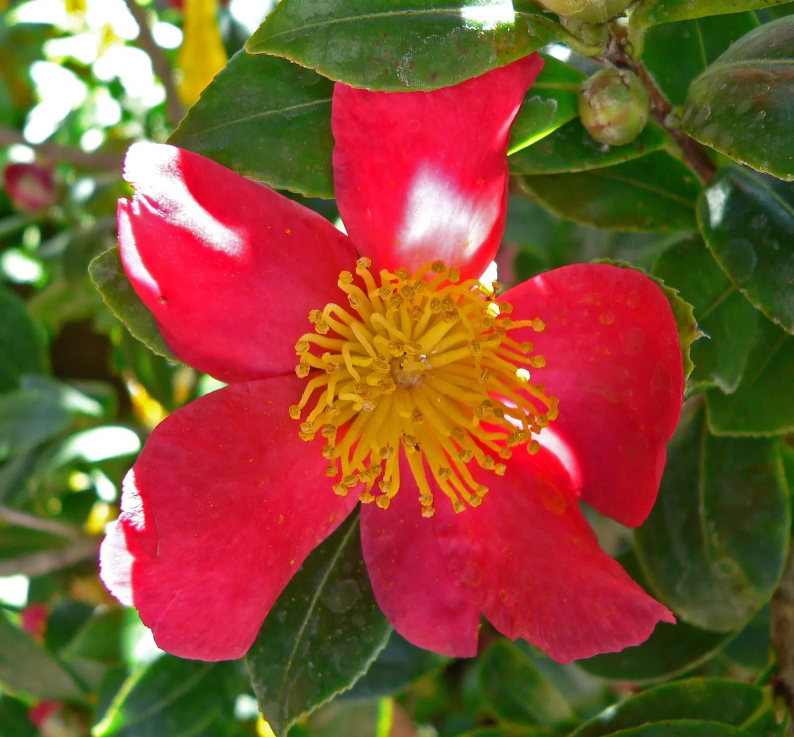 Yuletide Camellia (Camellia Sasanqua 'Yuletide') — Flowering in late fall to early winter