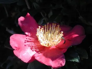Yuletide Camellia (Camellia Sasanqua 'Yuletide') — Ideal for hedges or focal points