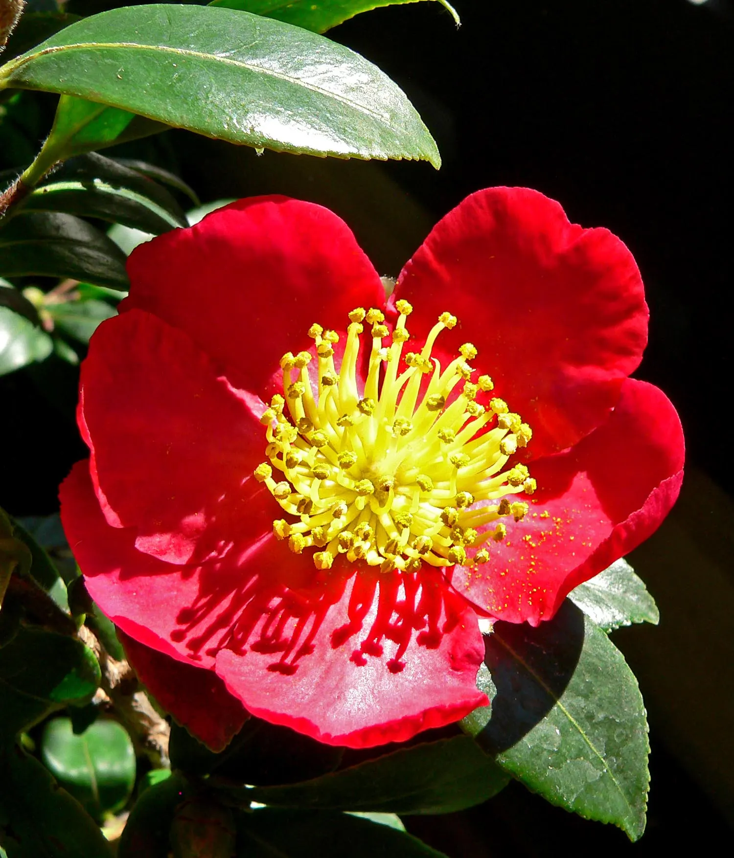 Yuletide Camellia (Camellia Sasanqua 'Yuletide') — Thrives in part shade, acidic soil, and requires minimal pruning