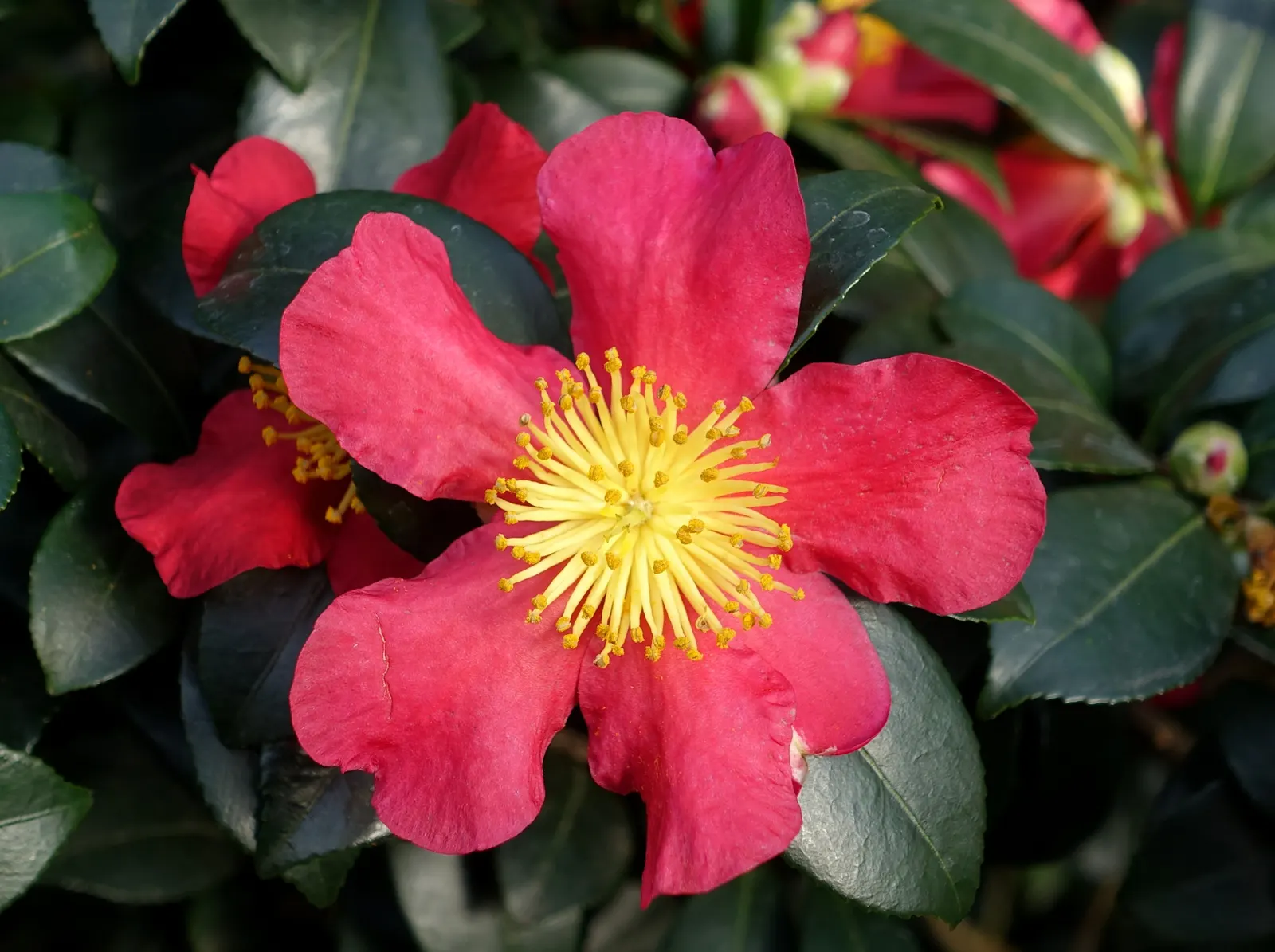 Yuletide Camellia (Camellia Sasanqua 'Yuletide') — brings vibrant color to winter gardens with its striking