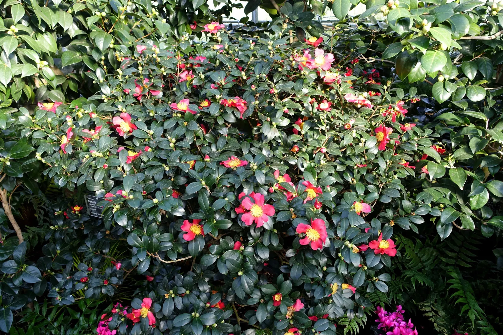 Yuletide Camellia (Camellia Sasanqua 'Yuletide') — single red blooms centered with bright yellow stamens