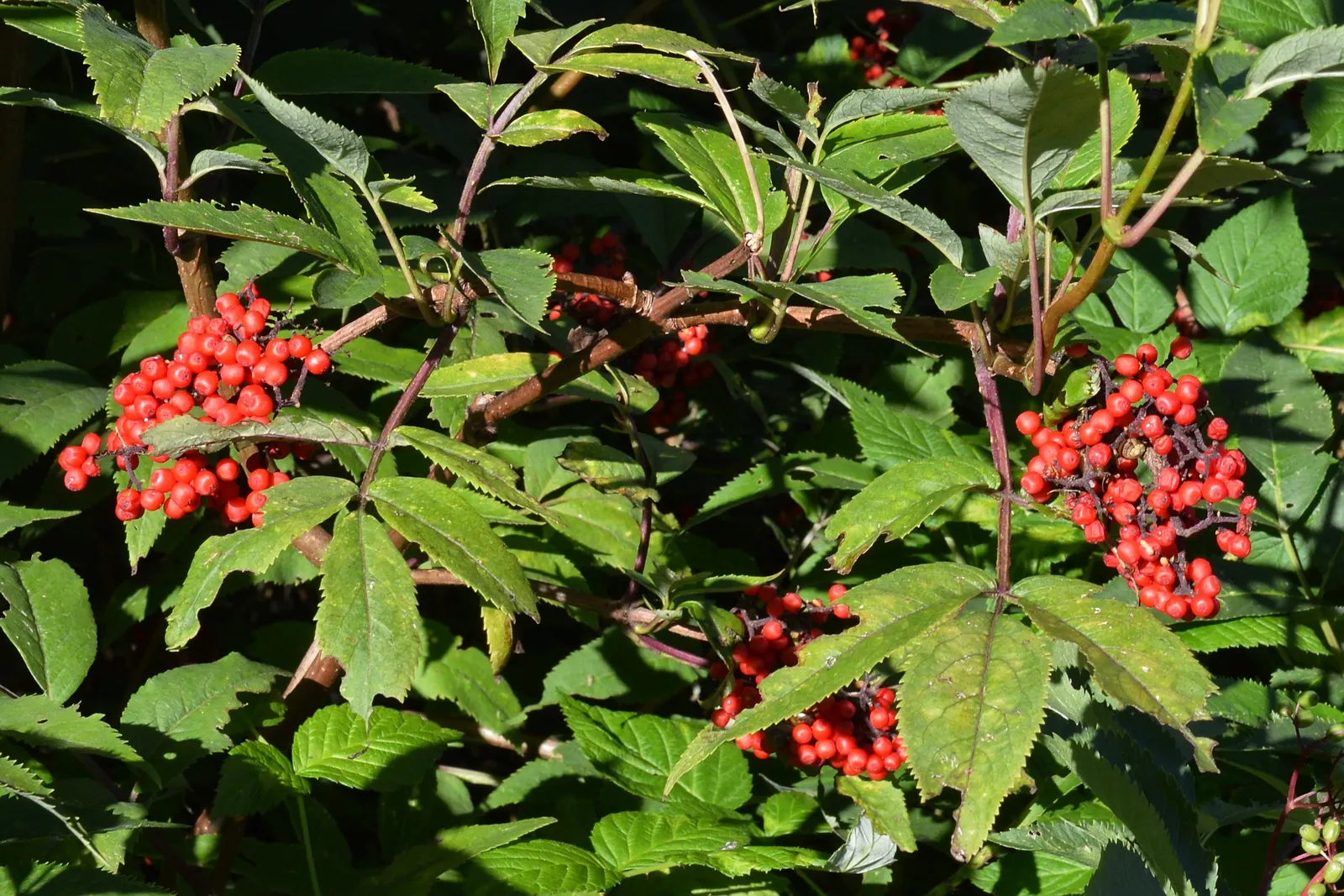 European Red Elder Berry (Sambucus Racemosa) — offering vibrant seasonal interest and is ideal for naturalistic landscape designs