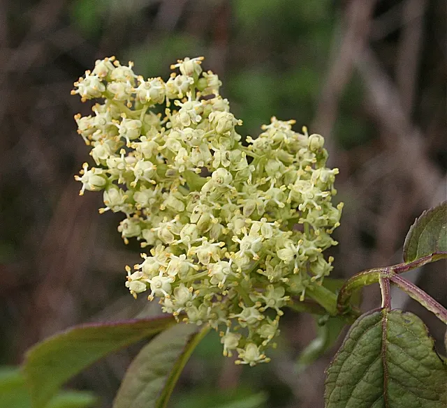 European Red Elder Berry (Sambucus Racemosa) — Known for its bright red berries and dense clusters of fragrant white flowers, it thrives in USDA zones 4-7