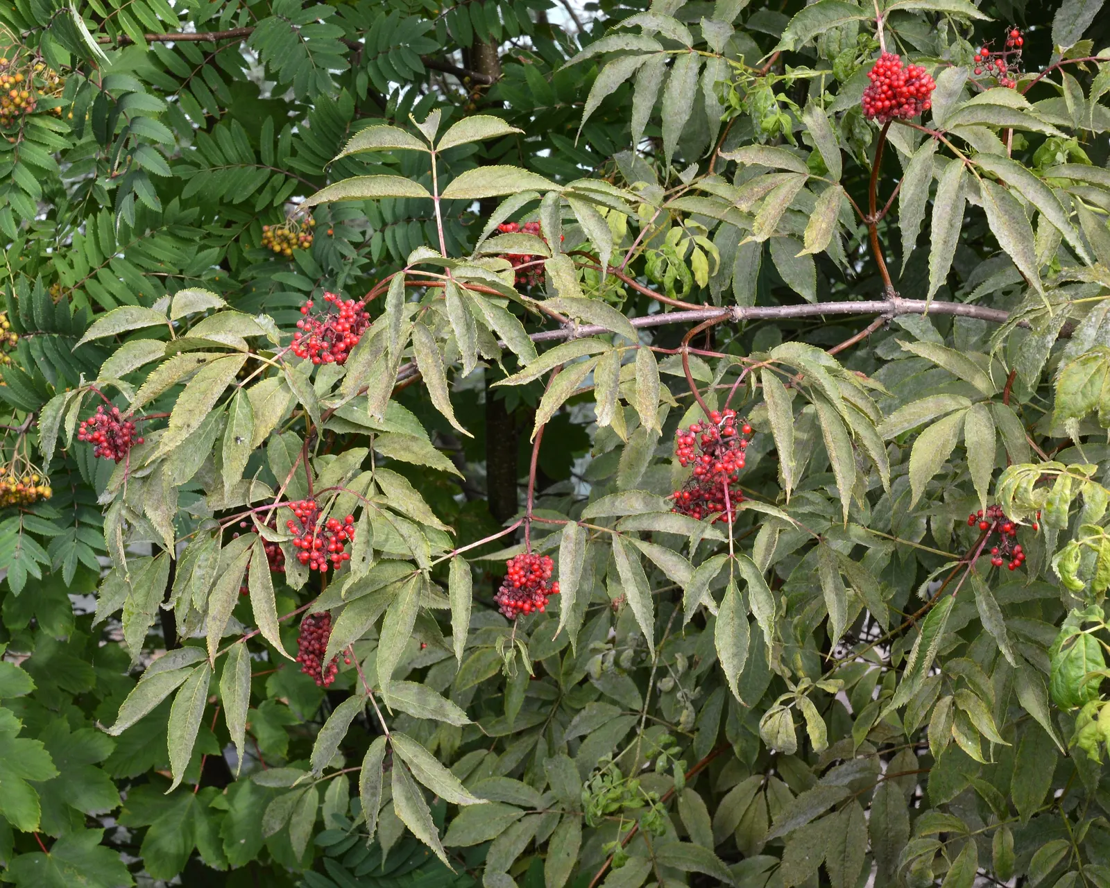 European Red Elder Berry (Sambucus Racemosa) — scientifically known as Sambucus racemosa