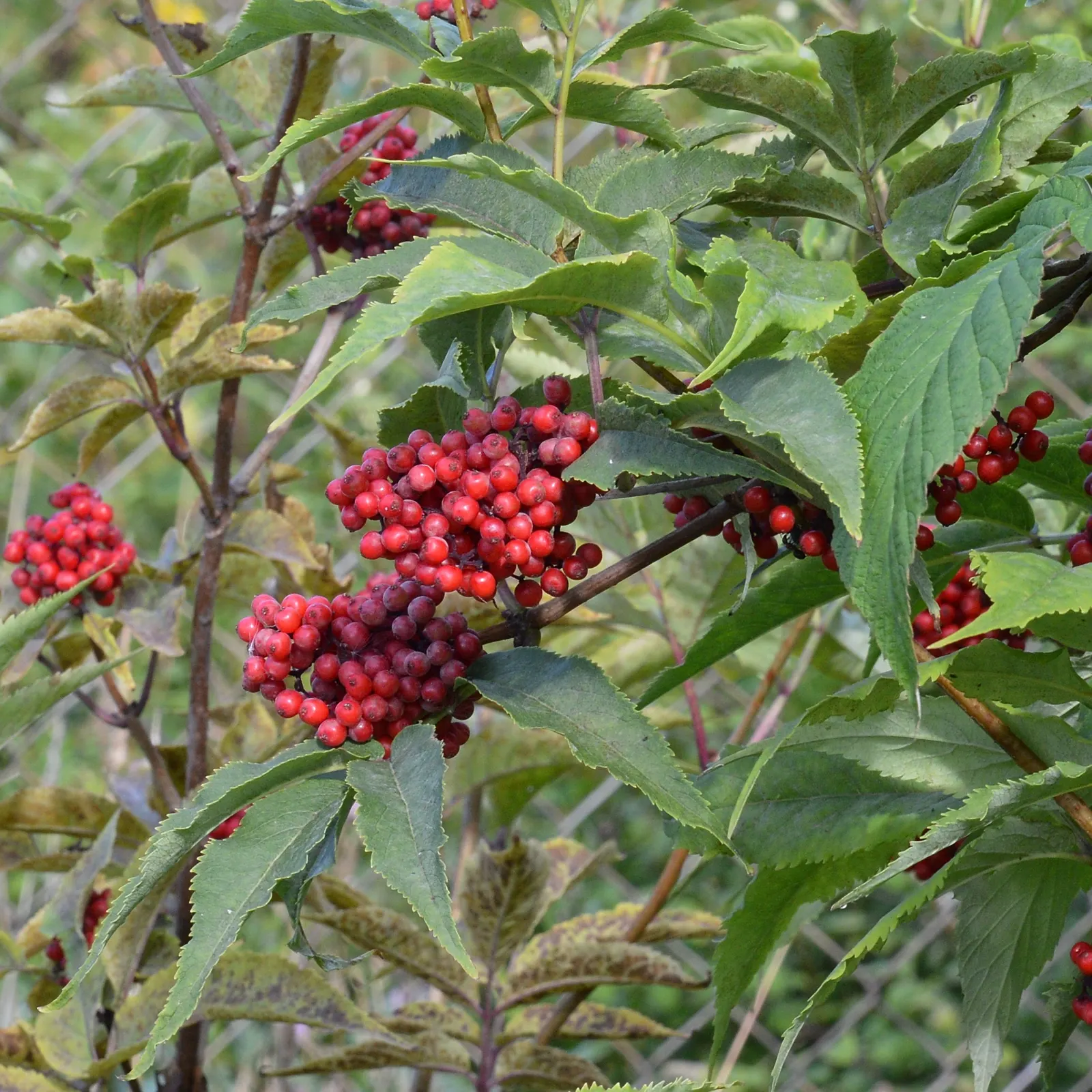 European Red Elder Berry (Sambucus Racemosa) — appearing in early to mid-spring