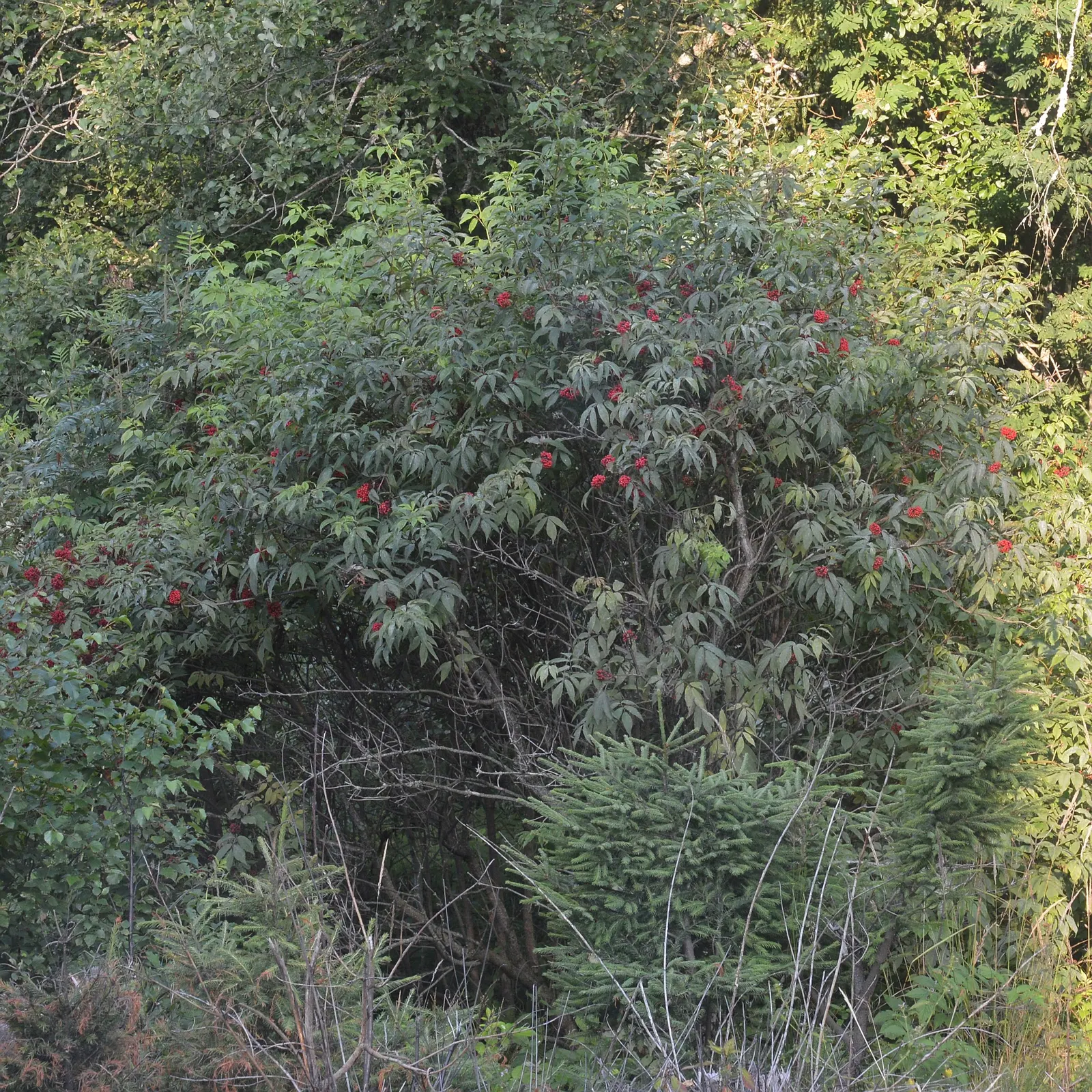 European Red Elder Berry (Sambucus Racemosa) — reach up to 6 inches long and are a magnet for pollinators.<br><br>Come late summer