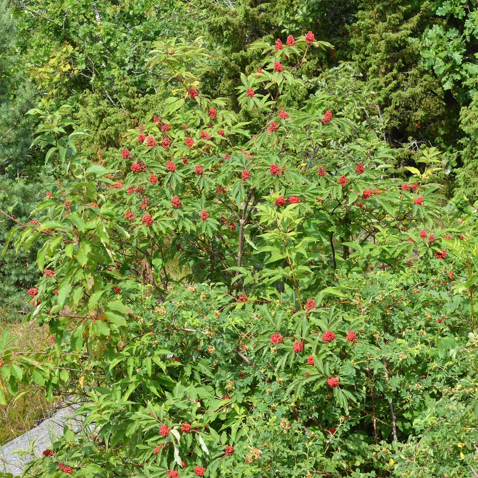 European Red Elder Berry (Sambucus Racemosa) — Preferring full sun to partial shade, it requires well-drained soil