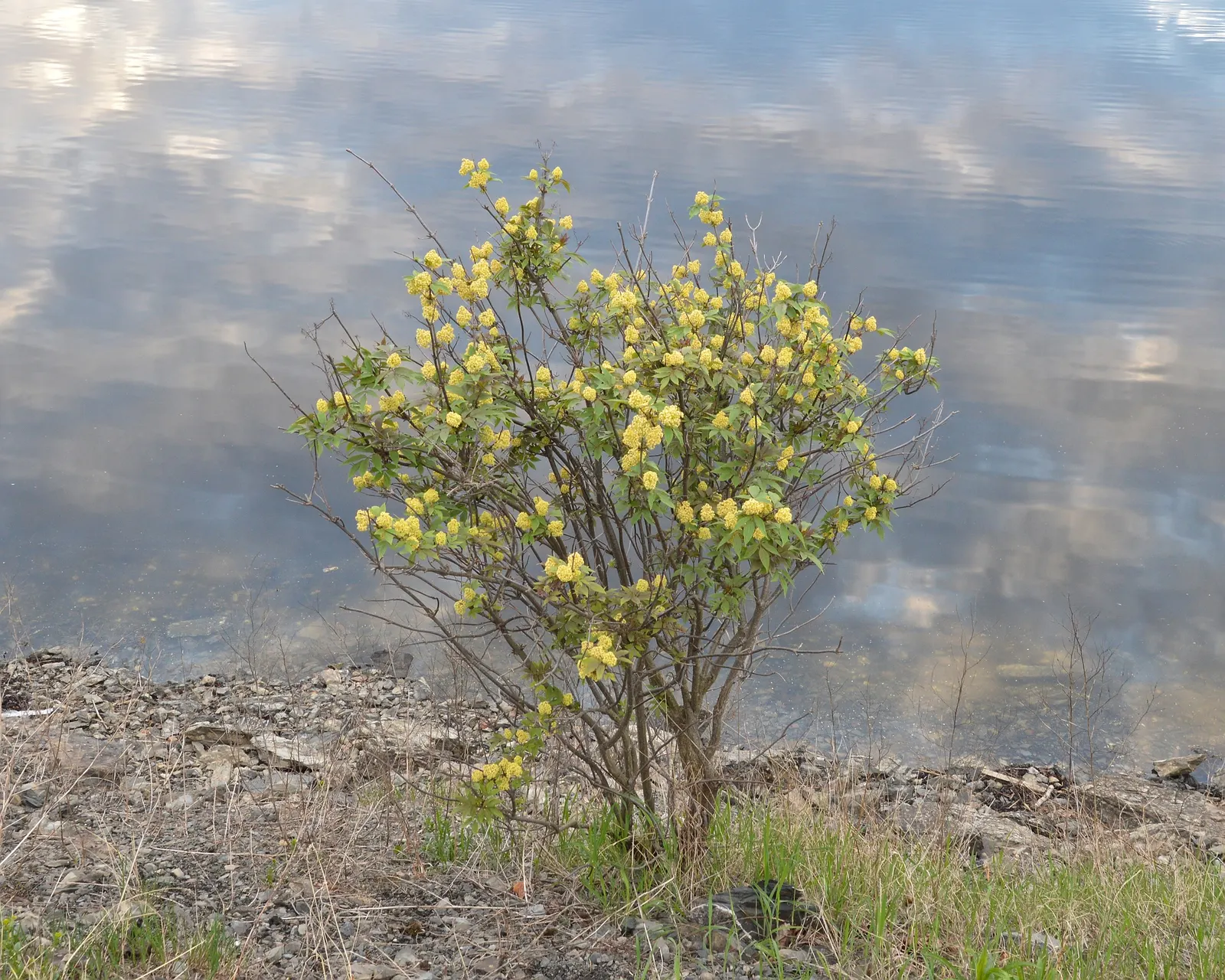 European Red Elder Berry (Sambucus Racemosa) — This attractive plant attracts birds and pollinators