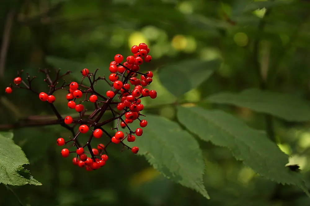 European Red Elder Berry (Sambucus Racemosa) — It exhibits its optimum vigor when positioned in full sun to partial shade
