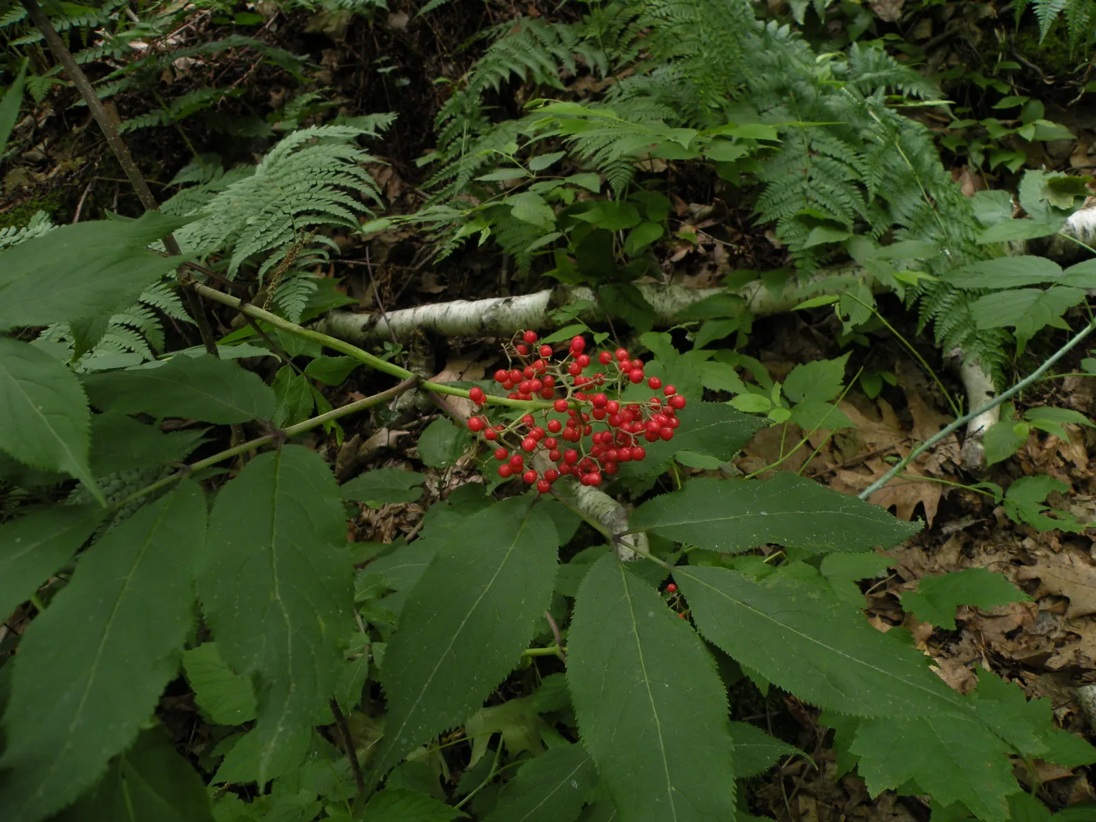 European Red Elder Berry (Sambucus Racemosa) — ensuring a profusion of its hallmark pyramidal clusters of tiny